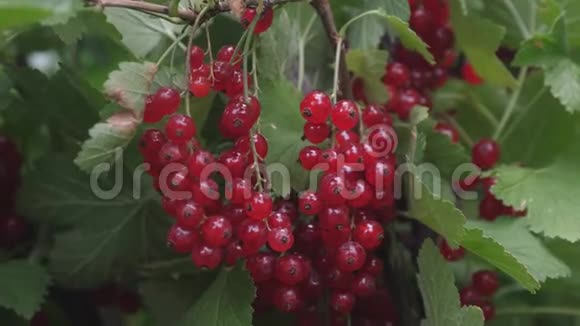 收获红色醋栗树枝上有美味的浆果有机浆果肋骨摩擦花园里的红熟多汁的醋栗视频的预览图