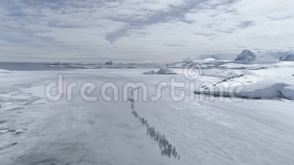 企鹅群迁移空中时间视频的预览图