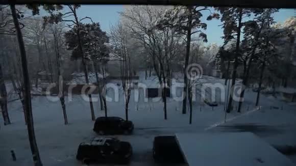 白雪躺在松树顶上的树枝上在阳光明媚的日子里吃视频的预览图