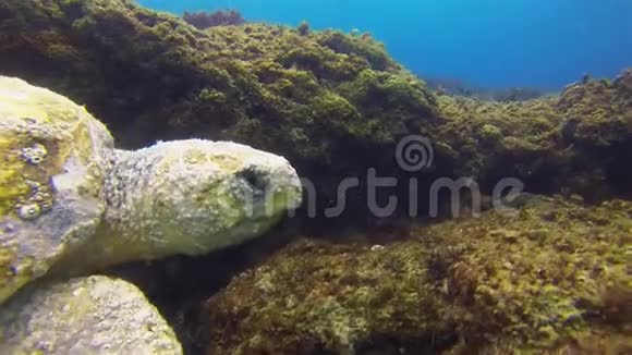 海龟绿海龟关闭老海龟游泳平静优雅的海洋生物视频的预览图