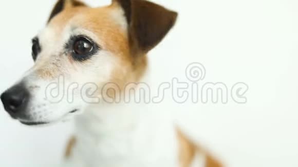 特写小可爱狗杰克罗素猎犬的视频肖像聪明漂亮的眼睛录像片段视频的预览图