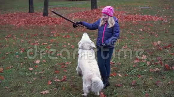 一个美丽的小女孩在秋天的公园里和一只漂亮的小狗玩耍动作很慢视频的预览图