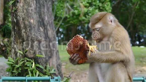 猴子吃菠萝蜜视频的预览图
