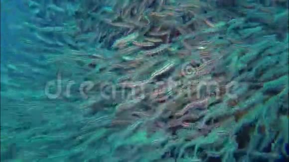 菲律宾热带珊瑚礁带条纹鲶鱼及浅尾鲶鱼学校视频的预览图