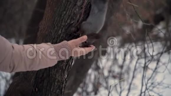 美丽蓬松的松鼠特写在秋天公园吃坚果松鼠从一个年轻人手里直接吃坚果视频的预览图