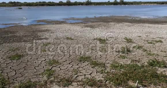 法国东南部Camargue沼泽中的水和干旱实时视频的预览图