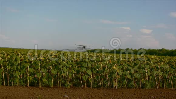 田野里有向日葵一只白色的悬挂式滑翔机用向日葵在田野上喷洒肥料视频的预览图