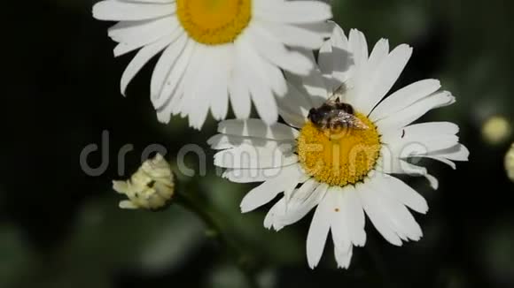 雏菊花上的蜜蜂视频的预览图