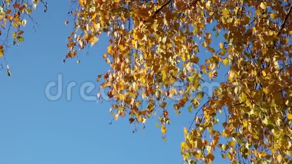黄桦树从角落里留下视频的预览图