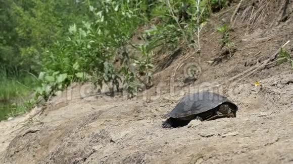 一只河龟躺在靠近大自然河流的沙滩上视频的预览图