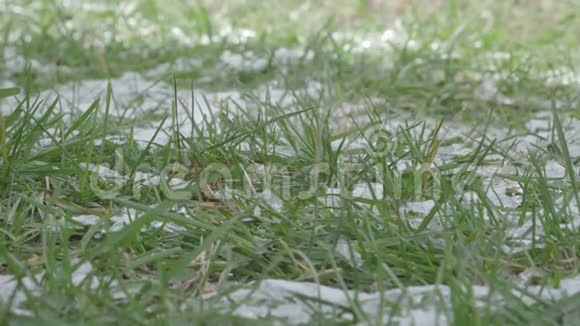 绿草和清晨的雪冰视频的预览图