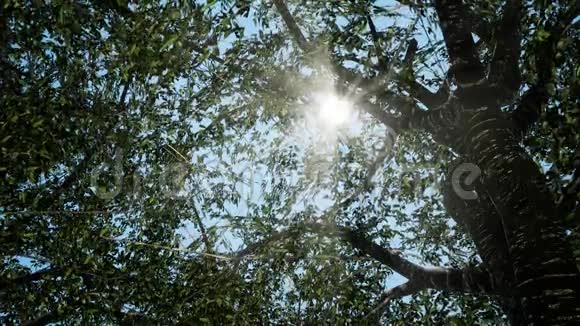 春天的阳光轻轻地透过一棵大山毛榉树的嫩绿枝条照耀着视频的预览图