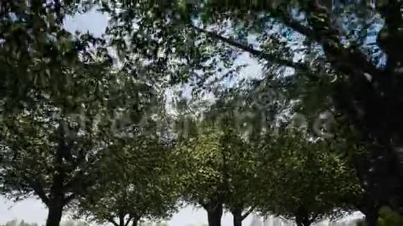 春天的阳光轻轻地透过一棵大山毛榉树的嫩绿枝条照耀着视频的预览图