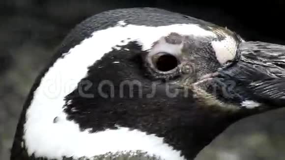 非洲企鹅野生视频的预览图