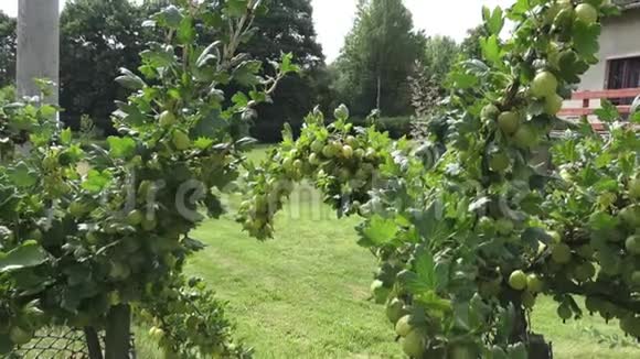 成熟的新鲜绿色醋栗在花园里视频的预览图