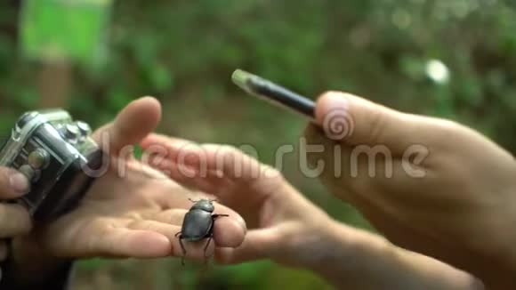 在绿色热带雨林中博客旅行者用摄像机拍摄甲壳虫坐在树叶上的视频视频的预览图
