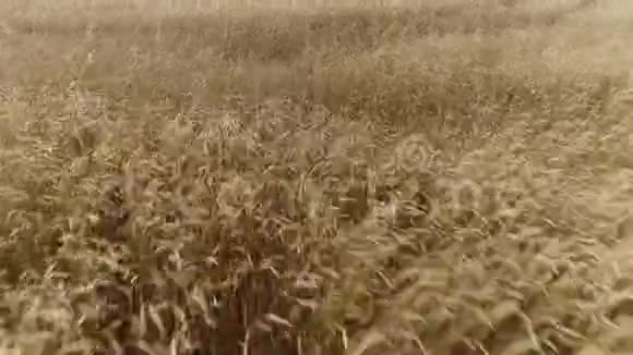 风中分离的有机生态黄金麦田视频的预览图