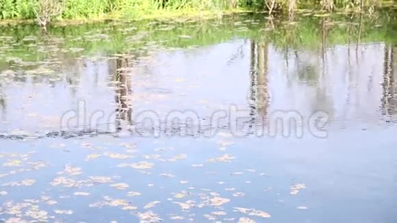 蛇漂浮在池塘里视频的预览图