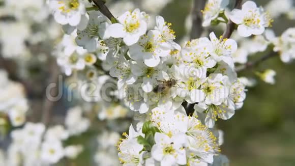 采蜜蜂花粉采白花视频的预览图