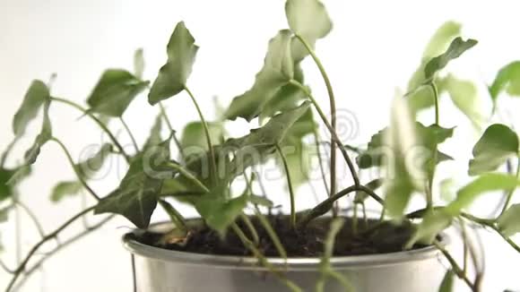 盆栽植物在白色背景下旋转视频的预览图