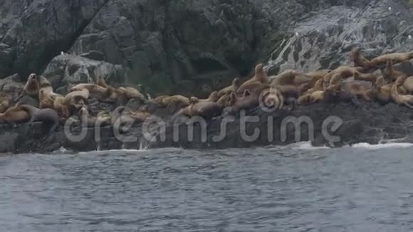 一群海狮从岩石悬崖跃入水中野生动物和动物视频的预览图