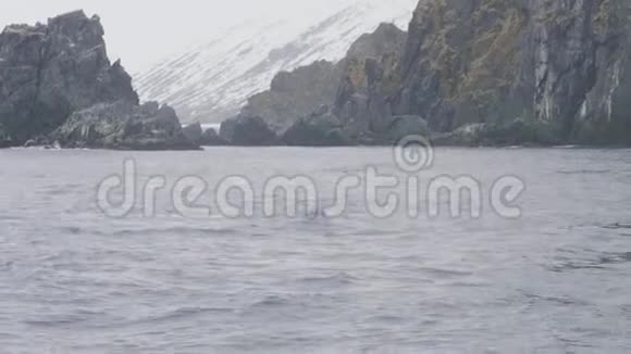 野虎鲸在雪山和悬崖景观的海水中游泳视频的预览图