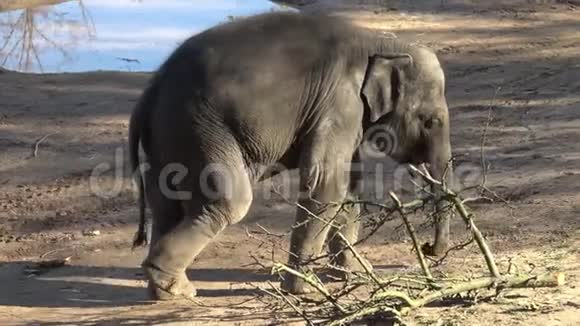 印度大象ElephasMaximusindicus可爱的小象视频的预览图