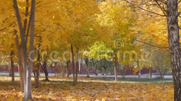 秋天黄叶落在树的背景上视频的预览图