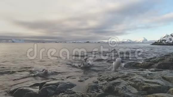 登图企鹅来到南极雪岸视频的预览图