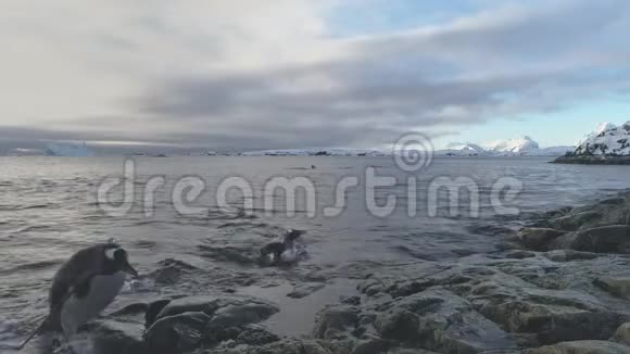 登图企鹅跳跃到南极海岸视频的预览图