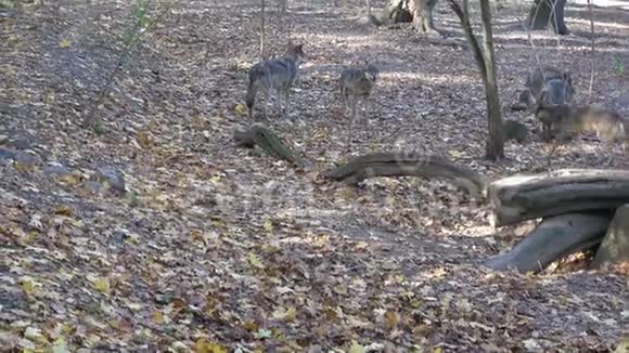 森林中的欧洲灰狼犬狼疮视频的预览图