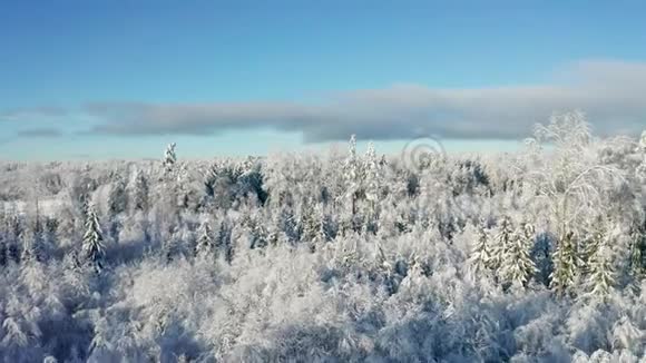 寒冷的冬天在美丽的白雪覆盖的森林上空飞翔视频的预览图