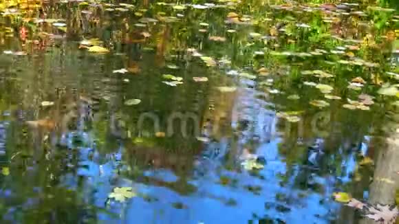 秋天黄叶在水上摇摆在水中倒影苏菲耶夫斯基公园视频的预览图