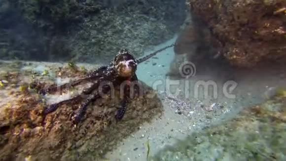 交配章鱼的配对章鱼交配与雄性章鱼性手臂展示视频的预览图