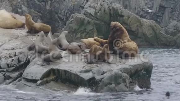 一群海狮坐在海水中的岛屿上野生自然和海洋动物视频的预览图