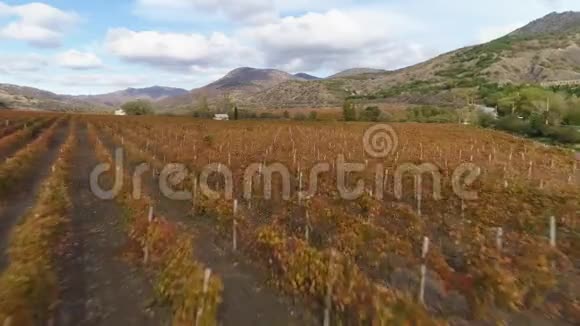 秋天的红葡萄园收获期空中景观视频的预览图