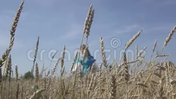 年轻苗条的女人穿着一件蓝色的连衣裙留着一头长发穿过成熟的麦田直到夏天阳光明媚的日子视频的预览图