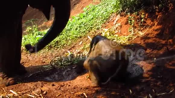 大象小牛在泥里玩耍视频的预览图