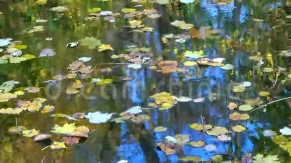 秋天黄叶在水上摇摆在水中倒影苏菲耶夫斯基公园视频的预览图