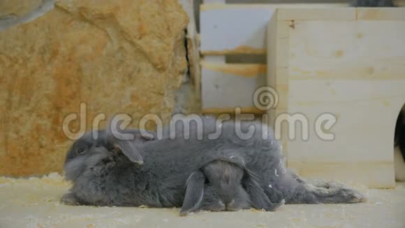 两只灰兔在睡觉视频的预览图