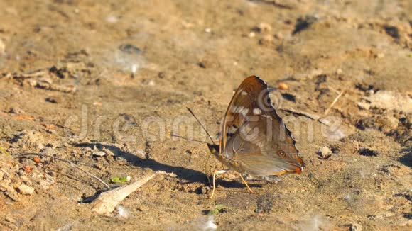 棕色地面上长着长喙的蝴蝶视频的预览图