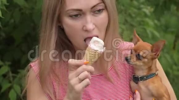 狗舔冰淇淋一个女人的忠实宠物坐在她的怀里玩具狗吃美味的冰淇淋视频的预览图