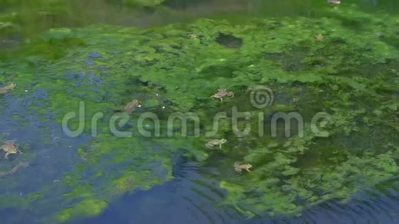 许多青蛙在沼泽池塘里浑浊的水充满绿藻动物野生动物视频的预览图