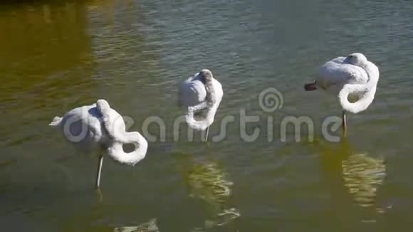 三只白色火烈鸟站在荡漾的水面上视频的预览图