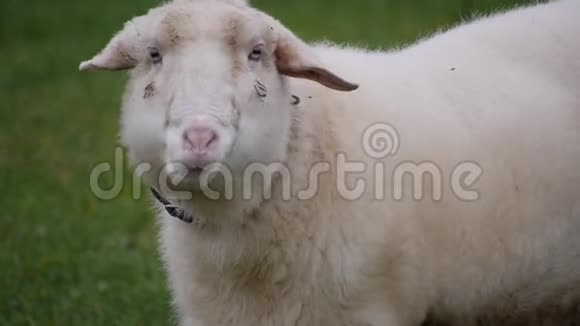 白羊放牧鲜草视频的预览图
