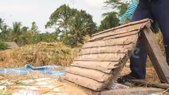 农民在稻田收获有机水稻4K印度尼西亚巴厘视频的预览图