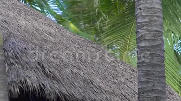 夏季平房屋顶和海滩上的绿棕榈树茅屋平房和绿枝棕榈树在视频的预览图