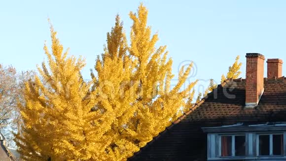 秋高气爽的金科树视频的预览图