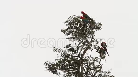秘鲁马努国家公园的四只红绿大爪Ara氯翅目鸟在树上梳理羽毛视频的预览图