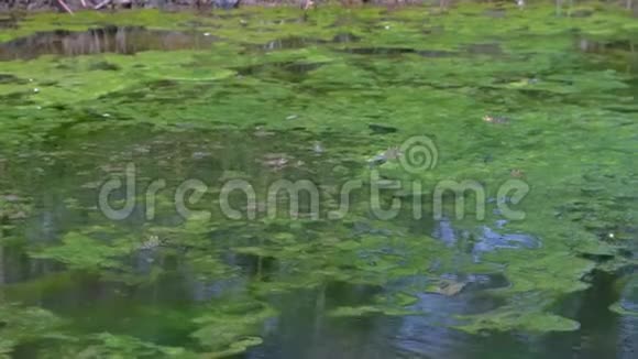 许多青蛙在沼泽池塘里浑浊的水充满绿藻动物野生动物视频的预览图